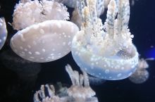 Екскурсія до музею медуз