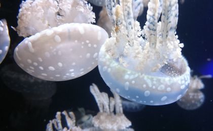 Экскурсия в музей медуз